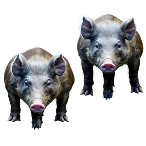 Hog In Wild PNG Qcc