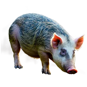 Hog In Wild Png Qii PNG image