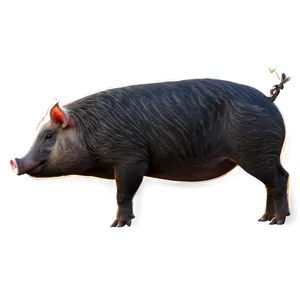 Hog Profile PNG 06252024
