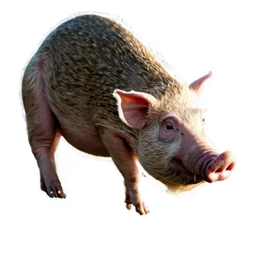 Hog Profile PNG Uat42 PNG