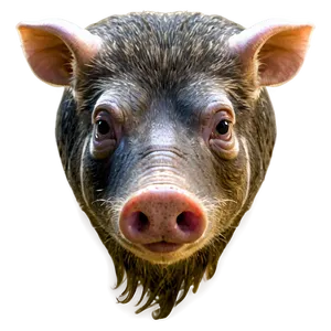 Hog With Tusks Png Ahl PNG image