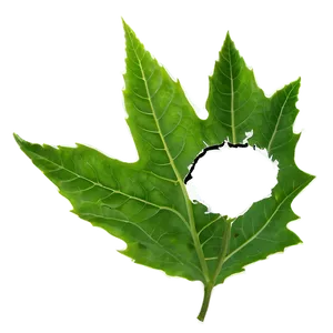 Hole In Leaf PNG 06112024