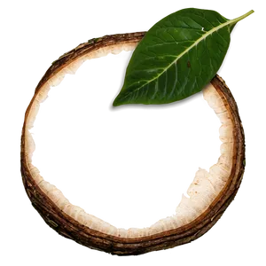 Hole In Leaf Png 25 PNG image