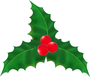 Holly Leavesand Berries PNG image