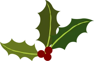 Holly Leavesand Berries Vector PNG