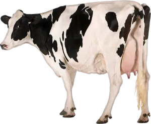 Holstein Friesian Cow Isolated PNG image