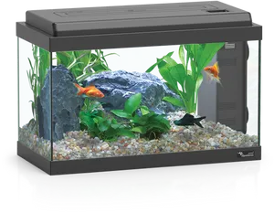 Home Aquarium With Fishand Plants PNG image