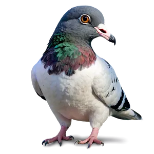 Homing Pigeon PNG 05242024