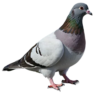 Homing Pigeon PNG 05242024