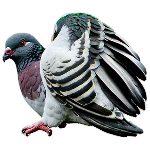 Homing Pigeon PNG 42
