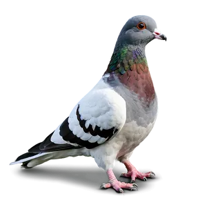 Homing Pigeon PNG Xca31