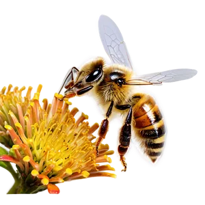 Honey Bee Attracted Bush Png Vjv PNG image