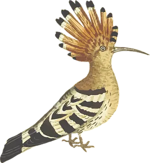Hoopoe Bird Illustration