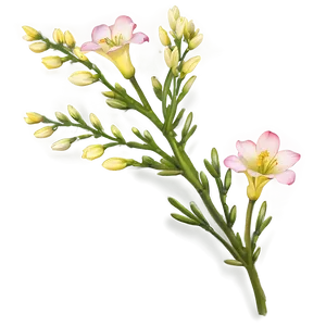 Hopeful Freesia PNG Wjj