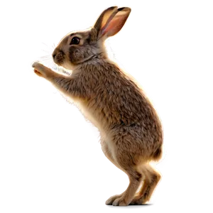 Hopping Rabbit PNG 47