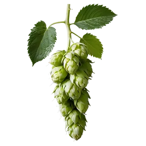 Hops Agriculture Shot PNG 06292024 PNG