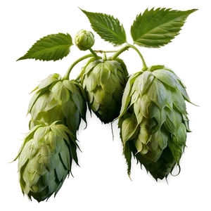 Hops Agriculture Shot PNG 32