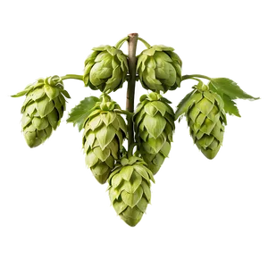 Hops Agriculture Shot PNG 43