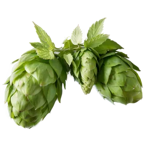 Hops Agriculture Shot PNG Lae35 PNG