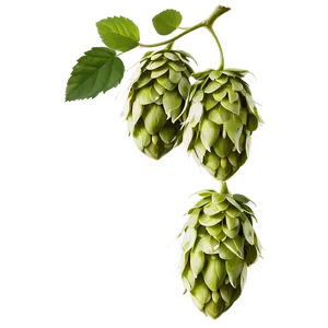 Hops B PNG image