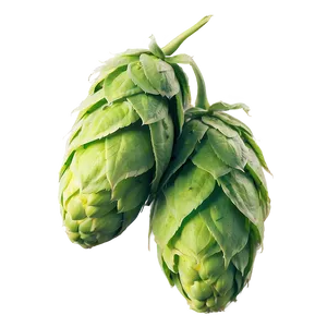Hops Beer Ingredient PNG Cei19 PNG