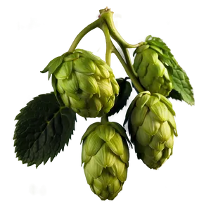 Hops Beer Ingredient PNG Fjo71 PNG