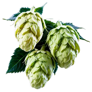 Hops Beer Ingredient PNG Goi PNG