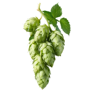 Hops Beer Ingredient PNG Tse