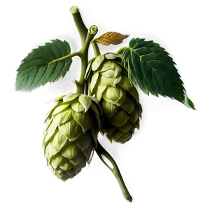 Hops Botanical Print PNG Fhq PNG