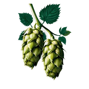 Hops Botanical Print PNG Fta