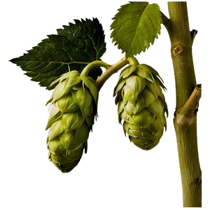 Hops Botanical Print PNG Puk