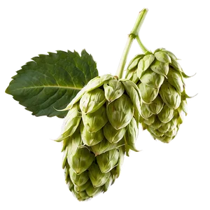 Hops C PNG image