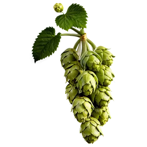 Hops D PNG image