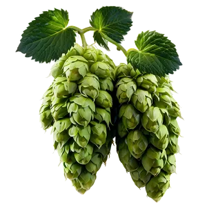 Hops Farming Landscape PNG 36 PNG