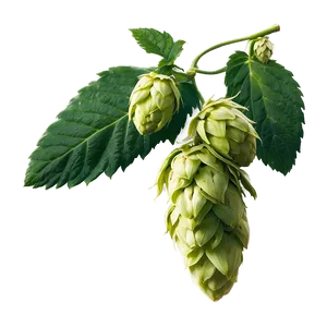 Hops Farming Landscape PNG Pip