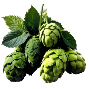 Hops Harvest Scene PNG Olx