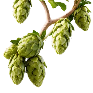 Hops Harvest Scene PNG Wye41 PNG