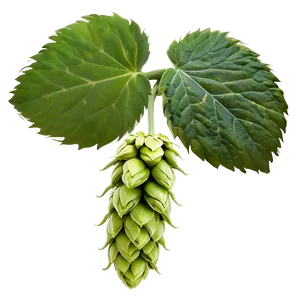 Hops In Bloom PNG 06292024