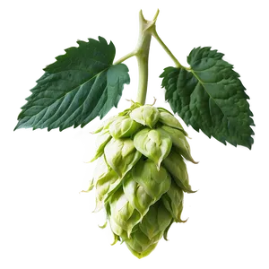 Hops In Bloom PNG 55