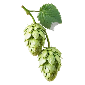Hops In Bloom PNG Tov