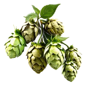 Hops In Bloom PNG Udx64