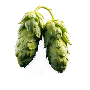 Hops Ingredient Source PNG Bsl PNG