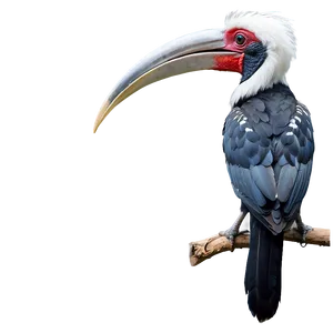 Hornbill Bird Exotic PNG Qof52