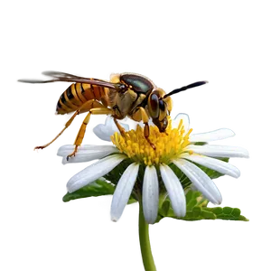 Hornet On Flower Png 06132024 PNG image