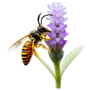 Hornet On Flower Png Vle PNG image