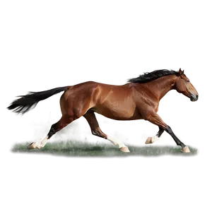 Horse Chase Dynamic PNG 78 PNG