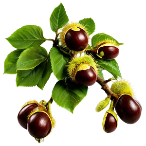 Horse Chestnut PNG Pjp95 PNG