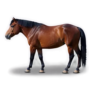 Horse Expressions And Emotions PNG Evg PNG