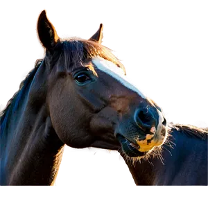 Horse Friendship Moments PNG Cth25 PNG