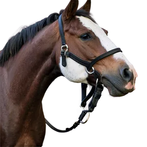 Horse Grooming Excellence PNG Lml PNG